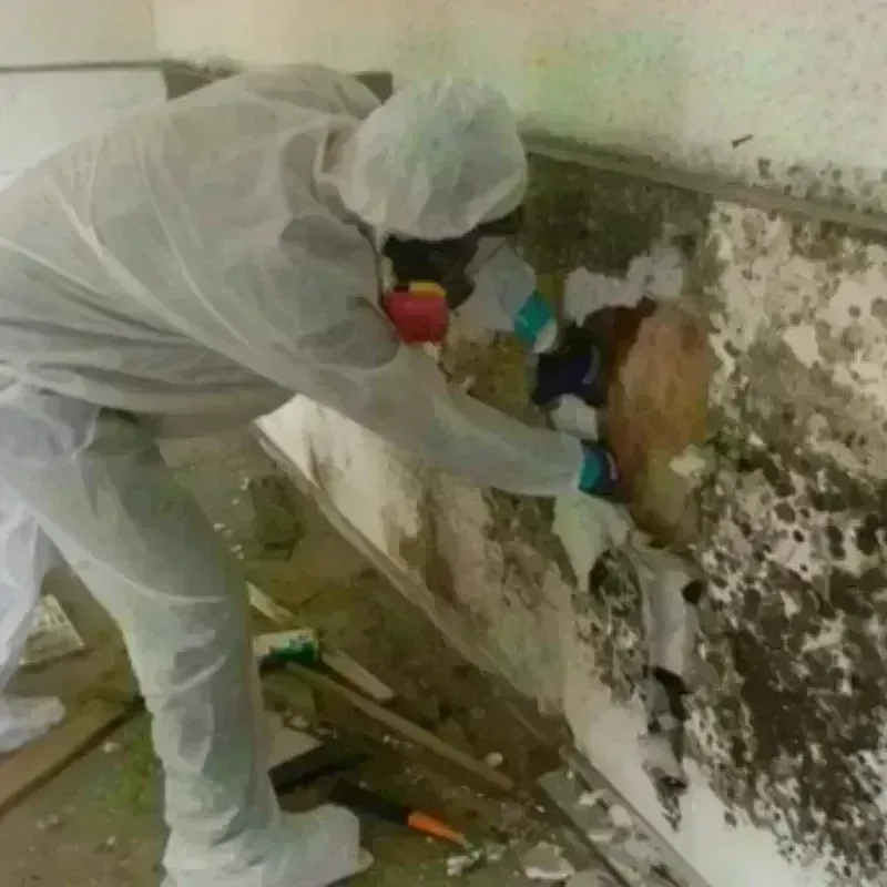 Mold Remediation and Removal in Reading, MA